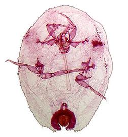  Ceroplastes cirripediformis  